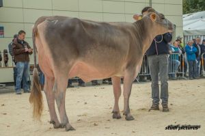 k-AR8I4365 Junior Miss BV GoldHill Norwin ATACAMA Pfulg Koni und Felder Pascal